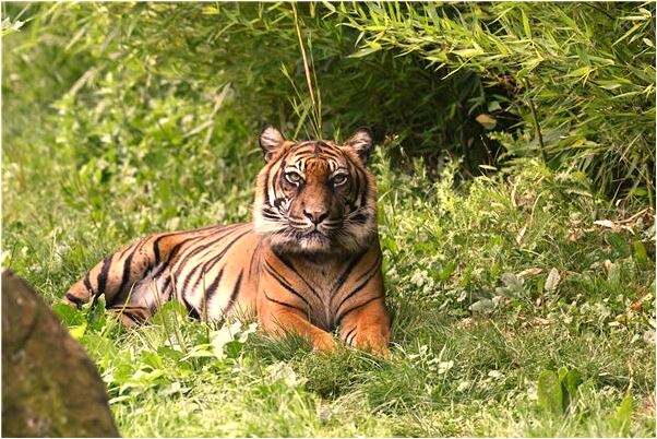 夢到西瓜切開裡面一條蛇是咋回事_周公解夢官網