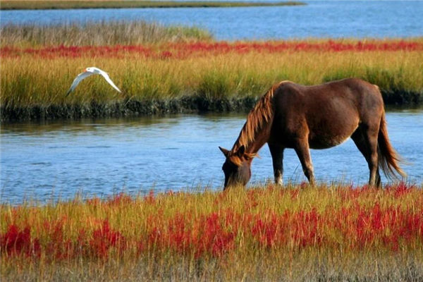 夢見騾馬是什麼意思_周公解夢