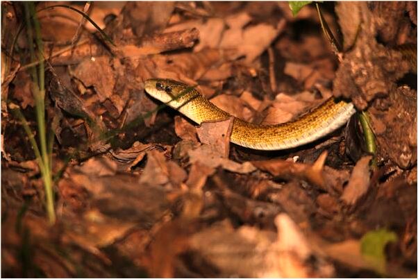 夢到過世伯母好不好_周公解夢官網