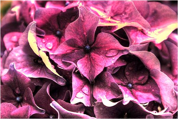 夢到了和死去的人懷孕有什麼寓意嗎_周公解夢官網