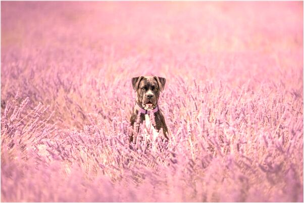 夢見試穿紅色高跟鞋有什麼預兆_周公解夢官網