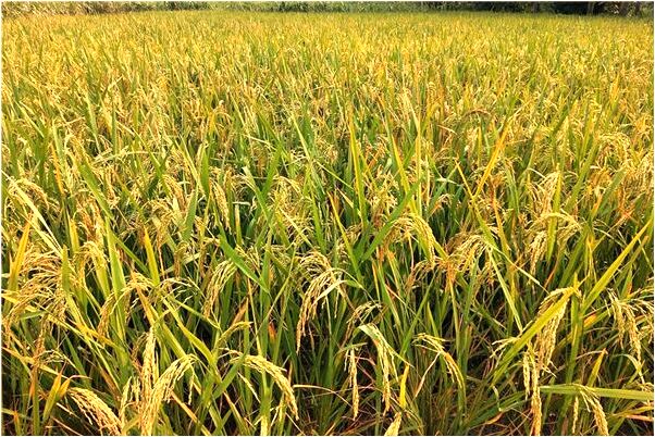 夢到鏡子裡看到自己的臉是什麼意思_周公解夢官網