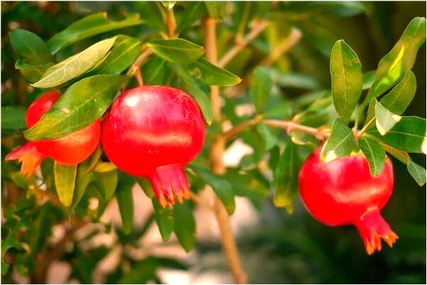 夢到了教幼稚園是怎么回事_周公解夢官網