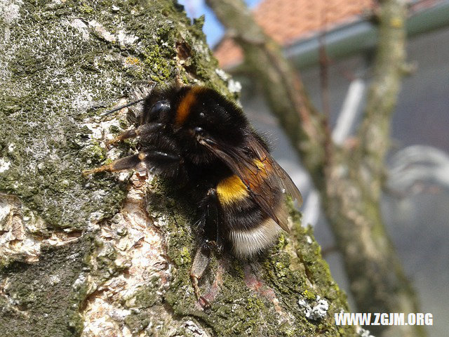 夢見彌勒佛_周公解夢夢到彌勒佛是什麼意思_做夢夢見彌勒佛好不好_周公解夢官網