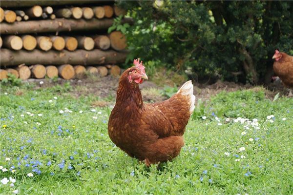 2021年屬雞運勢_十二生肖