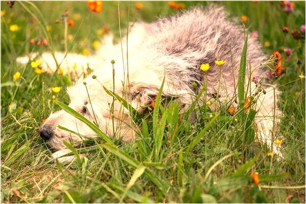 夢到收被割流血是好是壞_周公解夢官網