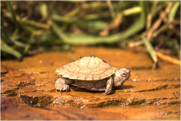 夢見和別的男人發生關係了是不是好的徵兆呢_周公解夢官網