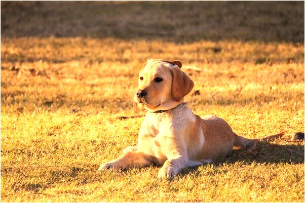 夢見赤裸上身被好幾個人看到預示什麼_周公解夢官網