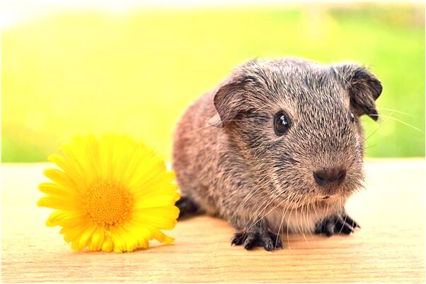 夢見尋墳地是吉兆嗎?_周公解夢官網