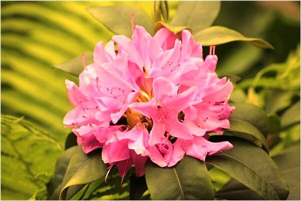 夢到新買的汽車丟怎么樣_周公解夢官網