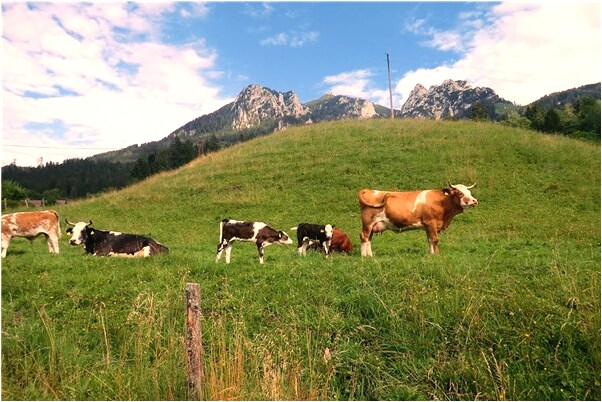 夢見朋友找我要店是什麼兆頭_周公解夢官網