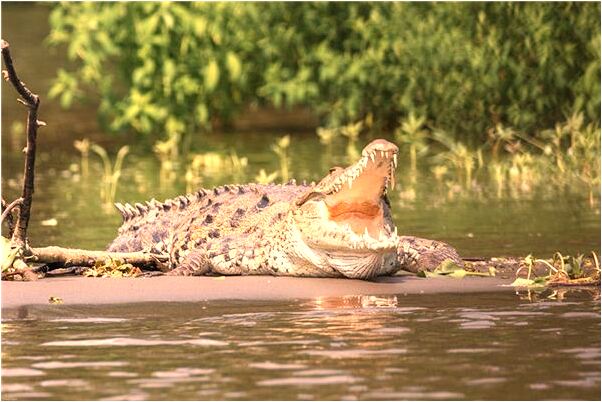 夢到有個女孩喊我喊媽媽怎么回事_周公解夢官網