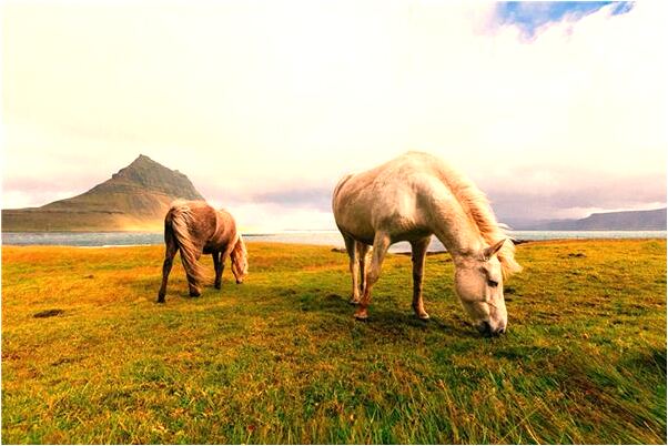 夢見與少婦性交是什麼意思_周公解夢官網