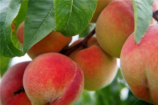 夢到自己吃桃是什麼預兆？_周公解夢