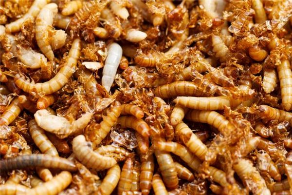 已婚婦女夢見白色蛆蟲_周公解夢