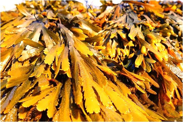 夢見怎么做愛是啥意思_周公解夢官網