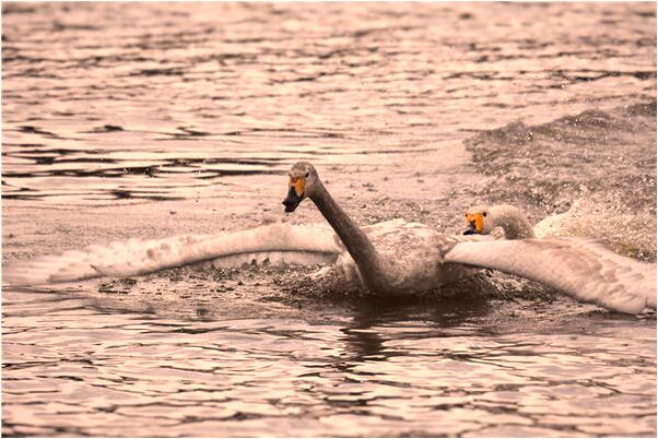 夢見老公把老虎五馬分屍了預兆了什麼嗎_周公解夢官網