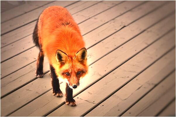 夢到女人露胸告手是什麼意思_周公解夢官網