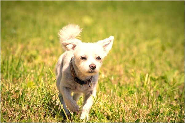 夢到有瞎子親戚幫我算命怎么回事_周公解夢官網