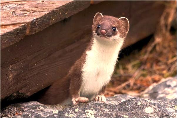 夢見陪妹夫去醫院是什麼意思？_周公解夢官網