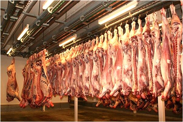 夢到貓狗飛怎么說_周公解夢官網