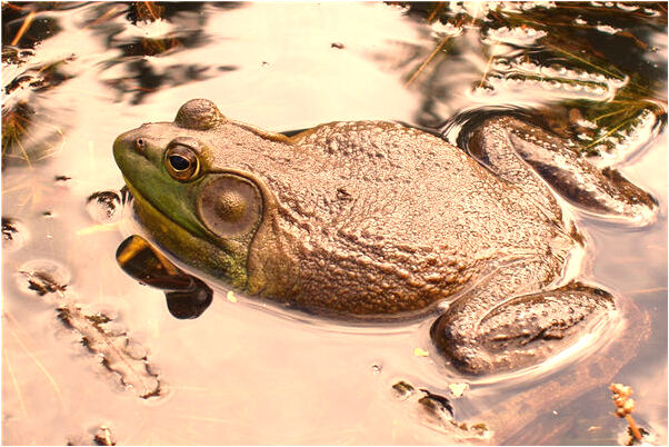 夢到了周瓊瑤代表著什麼_周公解夢官網