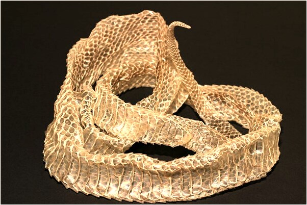 夢到和朋友吃魚去墳地盛魚有什麼徵兆_周公解夢官網