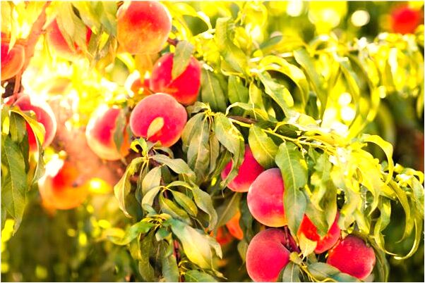 夢到了抓鱉在手是什麼意思_周公解夢官網