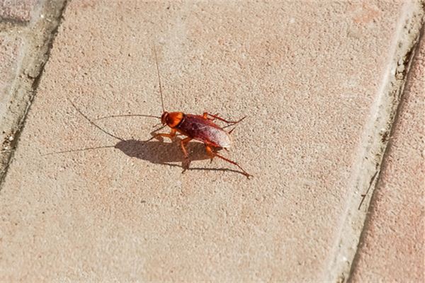 夢到蟑螂是什麼意思_周公解夢