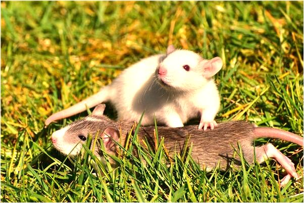 夢到了自己助動車被偷會是什麼預兆_周公解夢官網