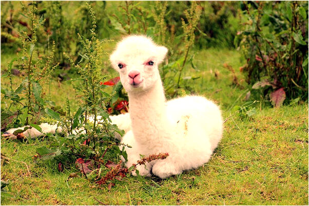 夢到了自己帶大批軍隊是什麼意思_周公解夢官網