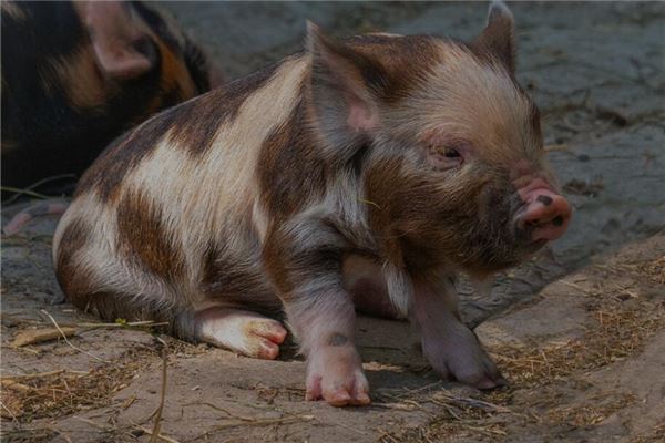 夢見買豬頭肉有什麼意義嗎_周公解夢