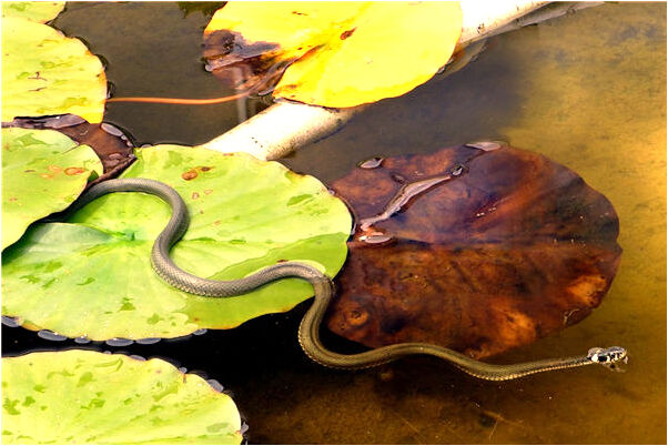 夢見老婆被小偷打死是啥預兆_周公解夢官網