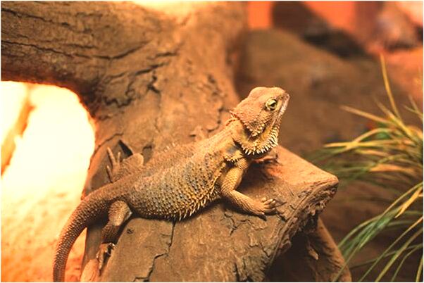 夢到了一個聲音說別人死了有什麼預兆_周公解夢官網