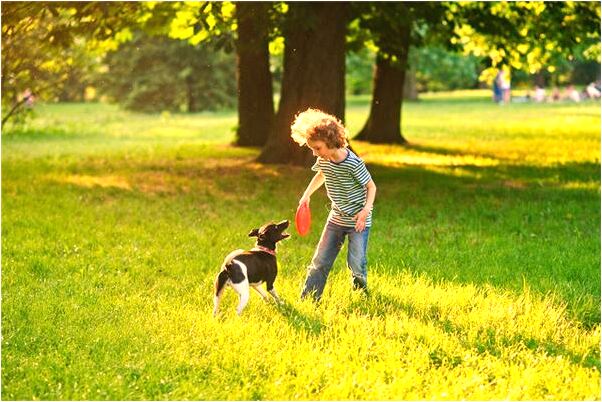 夢到了折桃枝回家有什麼預兆_周公解夢官網