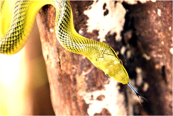 夢到了琴被水淹陷入泥沼是啥預兆_周公解夢官網