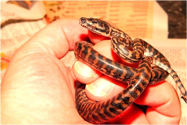 夢到不認識的女人鬼魂好不好_周公解夢官網