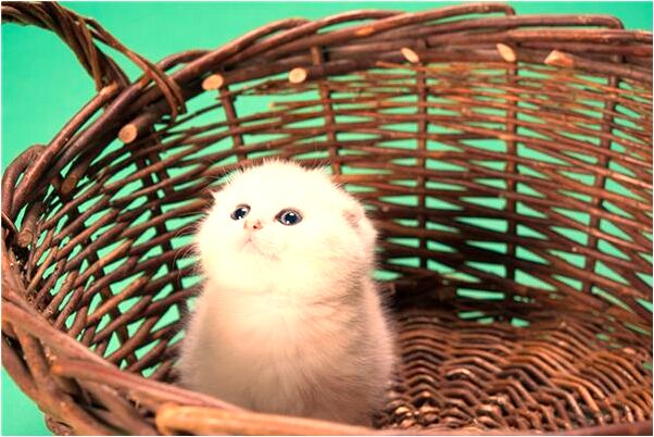 夢到河裡有好多死魚漂流是凶兆還是吉兆_周公解夢官網