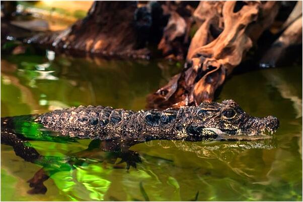 夢到了喜歡的女人給其他男人口交是什麼預兆？_周公解夢官網