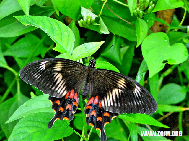 夢見買吃的_周公解夢夢到買吃的是什麼意思_做夢夢見買吃的好不好_周公解夢官網