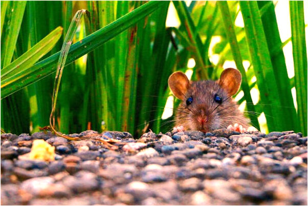 夢到了丟了兩次東西是什麼意思_周公解夢官網