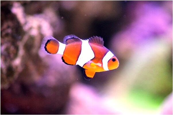 夢見金星穿金衣服和佛珠怎么回事_周公解夢官網