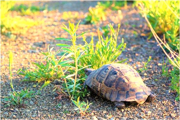 夢到騙子搶車有什麼含義_周公解夢官網