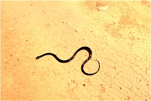 夢到十幾萬現金放自己車上好不好_周公解夢官網