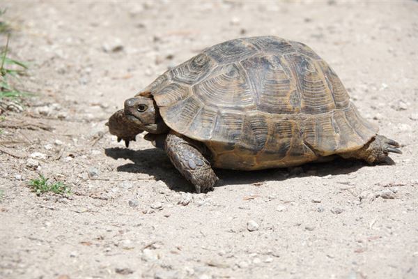 夢見抓到烏龜_周公解夢