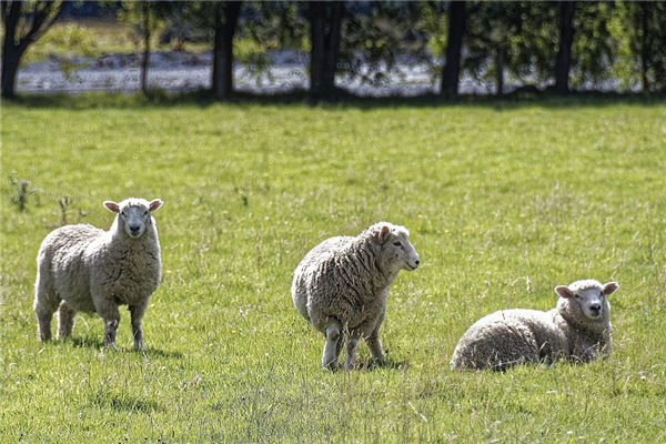 2015年5月的羊事業怎樣_十二生肖