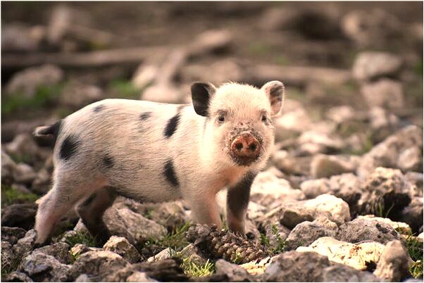 夢到陰曆二月二十一晚上十點有什麼意思嗎_周公解夢官網