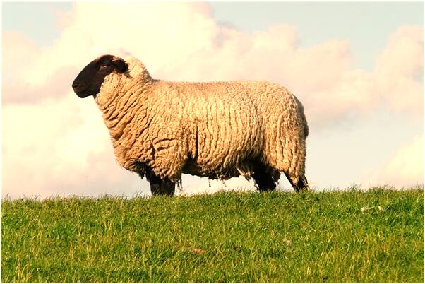 夢到有人老想殺我預示了什麼_周公解夢官網