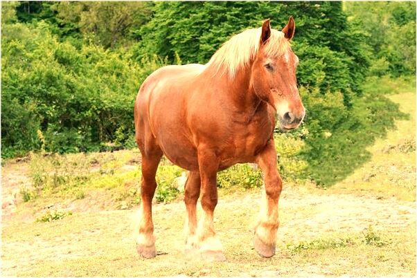 夢見腐爛的棺木里拿出一本相冊是什麼意思？_周公解夢官網