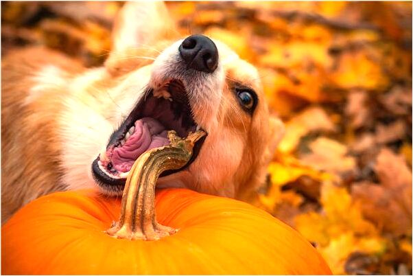 夢見喜之氣是什麼預兆_周公解夢官網